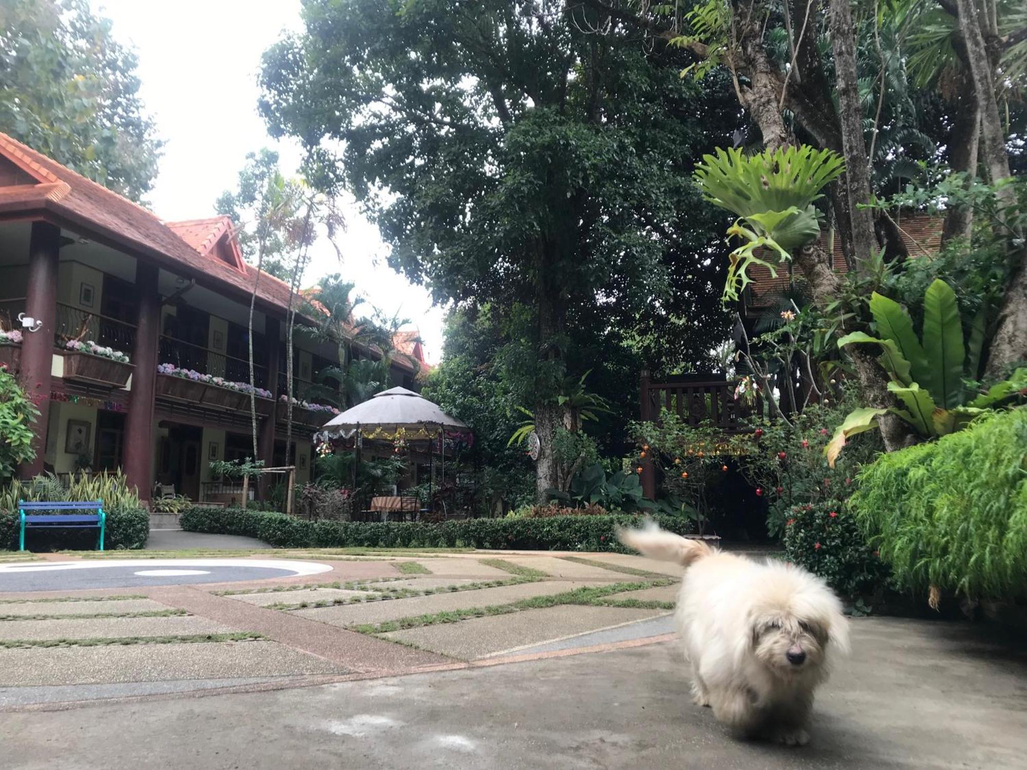 Kawila126 Hotel Chiang Mai Eksteriør billede